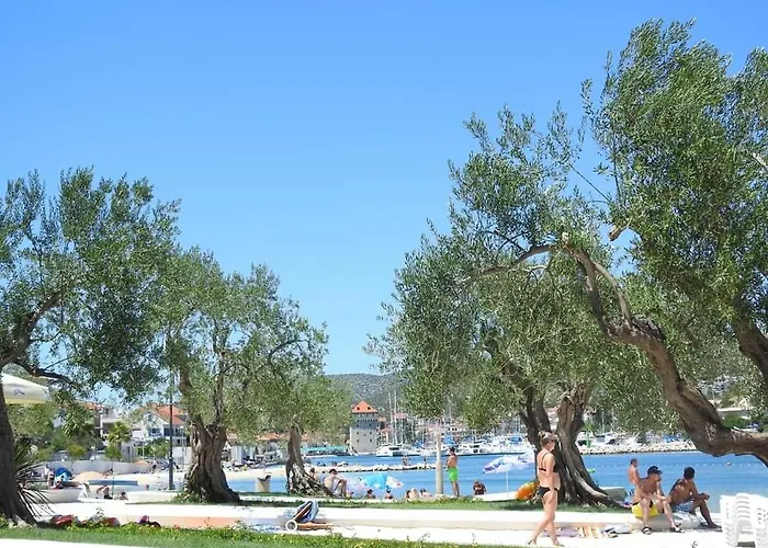 Roza 1